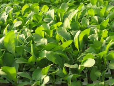 Crédito Miriam Lins