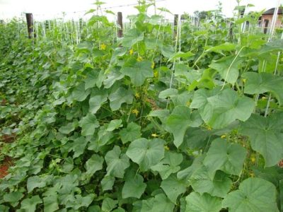 Crédito Miriam Lins