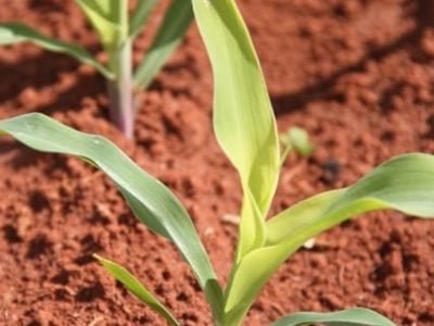 Deficiência em fósforo limita produtividade - Crédito Miriam Lins