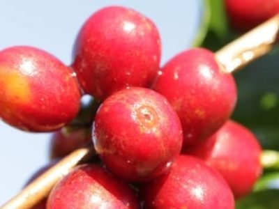 Crédito Miriam Lins