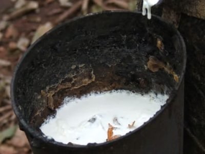 Crédito - Miriam Lins