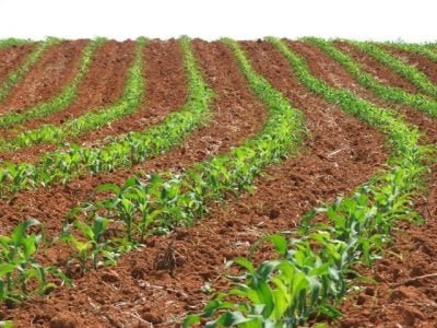 Crédito Miriam Lins