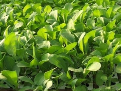 Crédito Miriam Lins