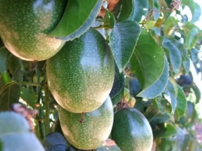 Crédito Miriam Lins