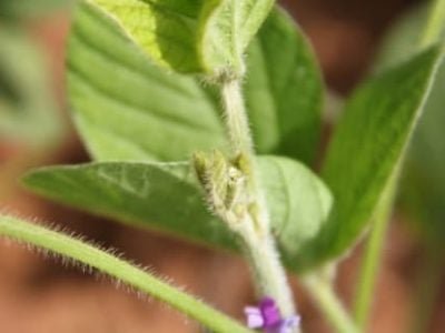 Crédito Miriam Lins