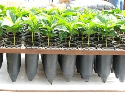 Crédito Miriam Lins