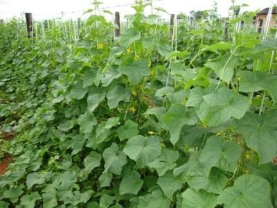 Crédito Miriam Lins