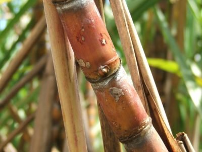 Crédito Miriam Lins