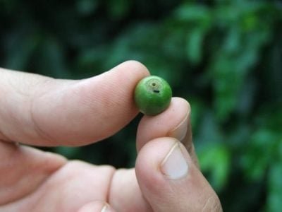 Crédito Miriam Lins