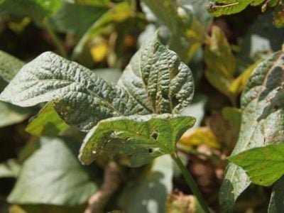 Crédito Miriam Lins