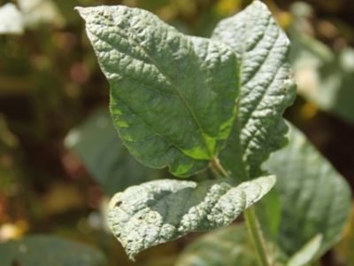 Crédito Miriam Lins