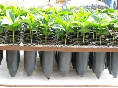 Crédito Miriam Lins