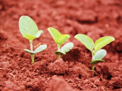 Crédito Miriam Lins