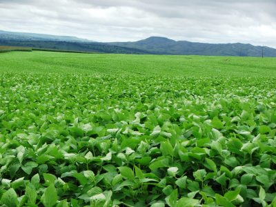 Crédito Miriam Lins