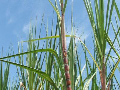 Crédito Miriam Lins