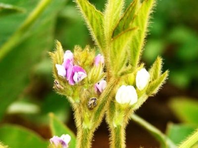 Foto 01 – Crédito Miriam Lins Crédito Miriam Lins