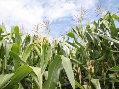 Crédito Miriam Lins