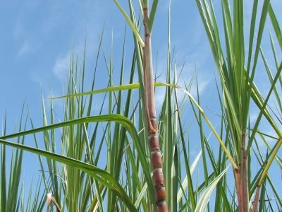 Crédito Miriam Lins