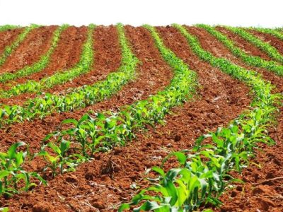 Crédito Miriam Lins