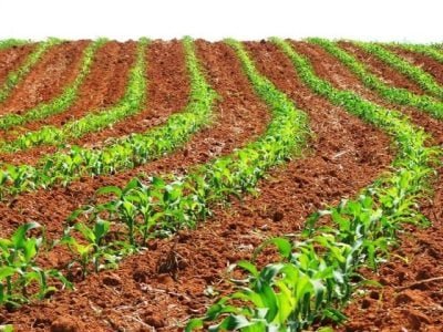 Crédito Miriam Lins