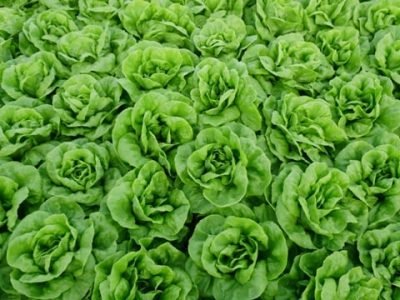 Crédito Nature Hidroponia