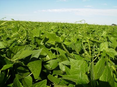 Crédito-Nilton-Jaime