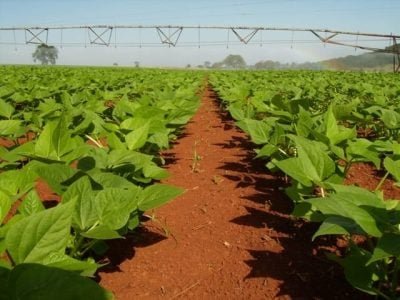 Crédito-Nilton-Jaime