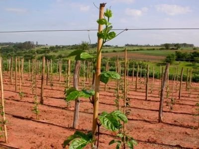 Crédito Nilton Scudeller