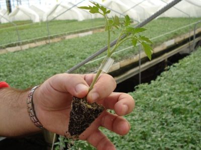 Crédito Oliveiro Bassetto Jr