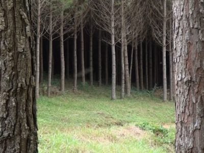 Crédito Painel Florestal