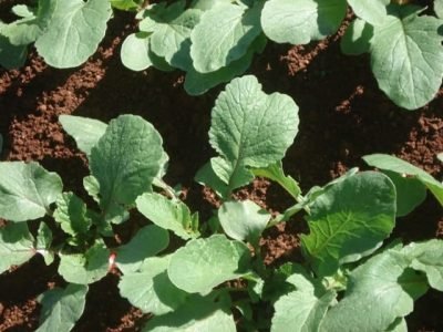 Crédito Pâmela Gomes