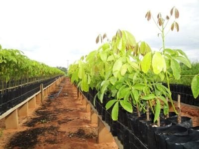 Crédito Paulo Brito