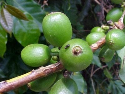 Foto-01-Crédito-Paulo-Rebelles-600x450