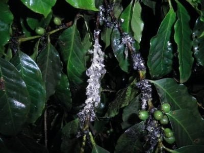 Crédito-Paulo-Rebelles-Reis