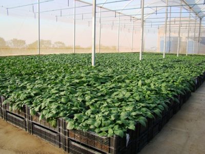 Crédito Pedro Hayashi