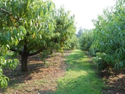 Foto 01 Crédito Pixabay