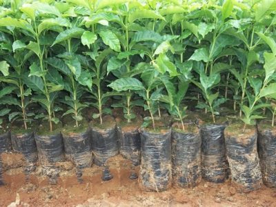 Crédito Plantar São João