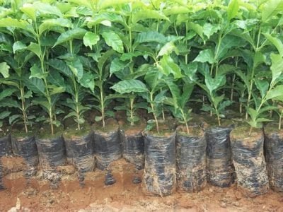 Crédito Plantar São João