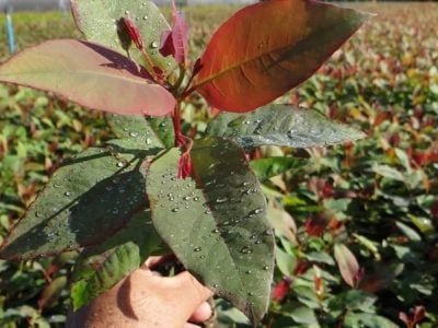 Crédito RR Agroflorestal