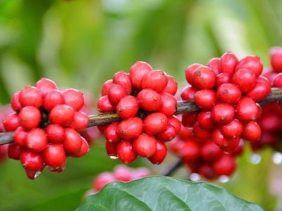 Crédito Rafael Rocha