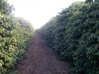 Foto-01-Crédito-Reginaldo-de-Oliveira-300x225