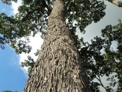 Crédito Renata Silva