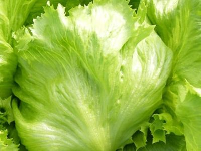 Crédito Renata Theodoro