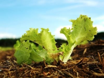 Crédito Renata Theodoro