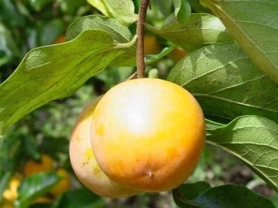 Crédito Renato Alves Pereira