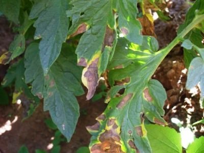 Crédito Ricardo Borges Pereira