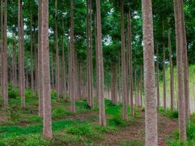 Campo Belo_MG, 17 de marco de 2016

Imagens sobre a producao e pesquisa das mudas clonais de Cedro Australiano (Toona ciliata), que sao ineditas no Brasil, por meio da empresa Bela Vista Florestal.

O cedro australiano e considerado exotico, e toda a semente que a Bela Vista Florestal trabalha esta cadastrada no Ministerio da Agricultura, com pedido de protecao.

Hoje eles possuem um grande banco genetico de cedro , que nao pode ser copiado, uma vez que as sementes das mesmas matrizes nao estao mais disponiveis na Australia.

As pesquisas comecaram em 2005, em parceria com a Universidade Federal de Lavras, mas os testes finais foram feitos no final de 2013 e só em 2014 foram lancados oficialmente.

FOTO: JOAO MARCOS ROSA/NITRO