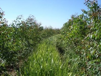 Crédito Ricardo Victória Filho