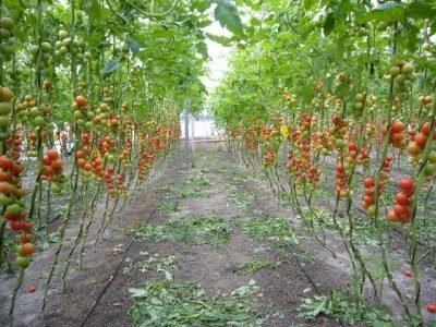 Crédito Ricardo Zepter