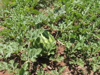 Crédito Roberto Botelho Ferraz